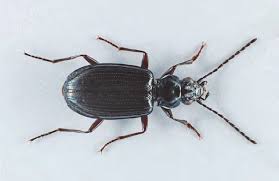 Attēlu rezultāti vaicājumam “Bembidion litorale”