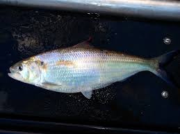 Image result for Alosa alabamae