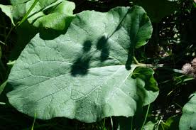 Attēlu rezultāti vaicājumam “Arctium lappa leaf”