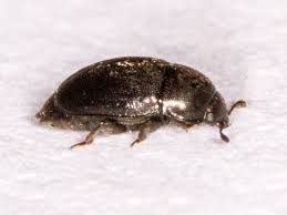 Attēlu rezultāti vaicājumam “Meligethes sp.”