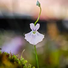 Attēlu rezultāti vaicājumam “Utricularia x neglecta flower”