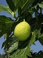 Breadfruit - Wikipedia, the free encyclopedia