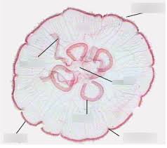 Attēlu rezultāti vaicājumam “Scyphozoa”