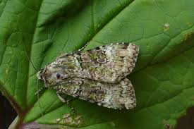 Attēlu rezultāti vaicājumam “Anaplectoides prasina”