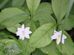 Attēlu rezultāti vaicājumam “Trientalis europaea leaf”