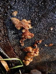 Attēlu rezultāti vaicājumam “Tubifera montana young”