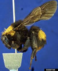 Attēlu rezultāti vaicājumam “Aphis confusa”