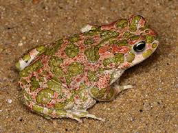 Attēlu rezultāti vaicājumam “Pseudepidalea viridis adult”