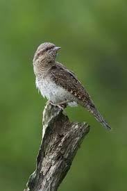 Attēlu rezultāti vaicājumam “Jynx torquilla adult”