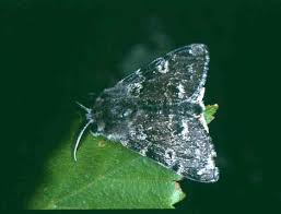 Attēlu rezultāti vaicājumam “Gynaephora selenitica larva”