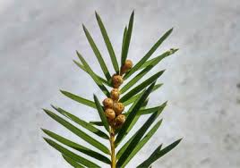 Attēlu rezultāti vaicājumam “Taxus wallichiana”