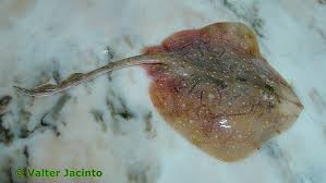 Image result for Raja undulata