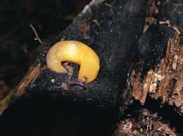 Attēlu rezultāti vaicājumam “Malacolimax tenellus”