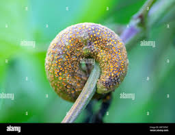 Attēlu rezultāti vaicājumam “Puccinia coronata”