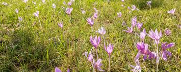 Image result for Herbstzeitlose