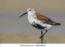 Attēlu rezultāti vaicājumam “Calidris alpina adult”