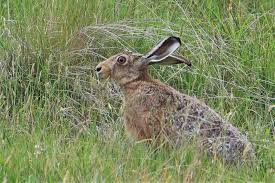 Attēlu rezultāti vaicājumam “Lepus europaeus”