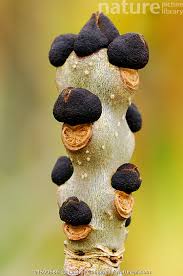 Attēlu rezultāti vaicājumam “Fraxinus excelsior bud”