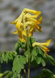 Attēlu rezultāti vaicājumam “Corydalis intermedia flower”