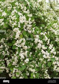 Attēlu rezultāti vaicājumam “Cotoneaster multiflorus leaf”