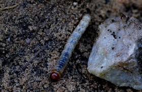 Attēlu rezultāti vaicājumam “Hepialus sylvina”