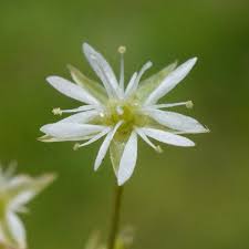 Attēlu rezultāti vaicājumam “Stellaria alsine”