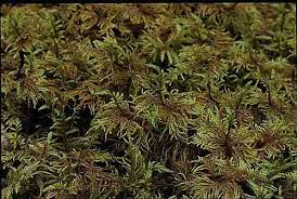 Attēlu rezultāti vaicājumam “Hylocomium splendens sporophyte”