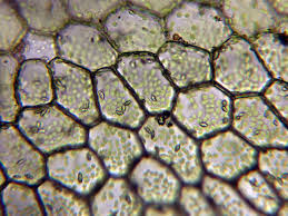 Attēlu rezultāti vaicājumam “Cephalozia connivens macro”
