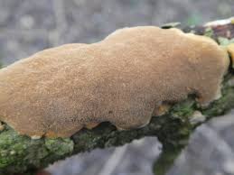 Attēlu rezultāti vaicājumam “Phellinus ferruginosus”
