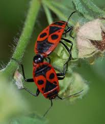 Attēlu rezultāti vaicājumam “Pyrrhocoris apterus imago”