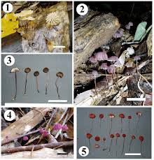 Attēlu rezultāti vaicājumam “Marasmius sp.”