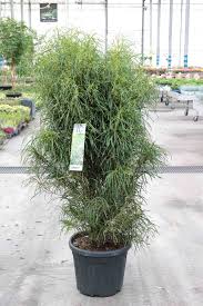 Attēlu rezultāti vaicājumam “Frangula alnus”