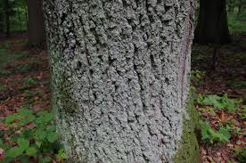 Attēlu rezultāti vaicājumam “Lepraria incana”