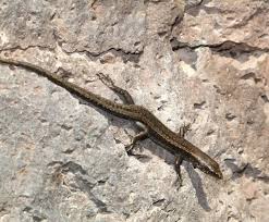 Attēlu rezultāti vaicājumam “Lycogala persicum sessile”