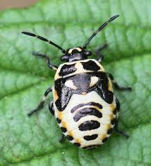 Attēlu rezultāti vaicājumam “Eurydema oleracea imago”