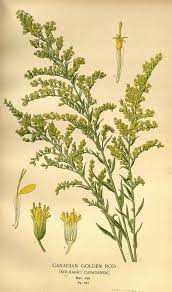 Attēlu rezultāti vaicājumam “Solidago canadensis fruit”