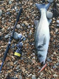 Image result for Weymouth Angling Society