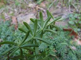 Attēlu rezultāti vaicājumam “Geocrypta galii”