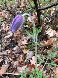Attēlu rezultāti vaicājumam “Pulsatilla pratensis leaf”