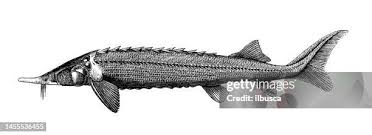 Image result for Huso fulvescens