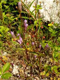 Attēlu rezultāti vaicājumam “Androsace septentrionalis”