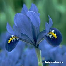 Attēlu rezultāti vaicājumam “Iris reticulata”