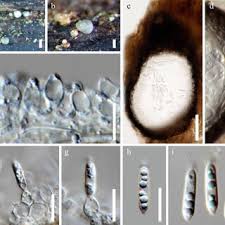 Attēlu rezultāti vaicājumam “Diderma ochraceum spores”