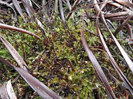 Attēlu rezultāti vaicājumam “Campylium protensum sporophyte”