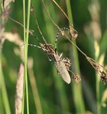 Attēlu rezultāti vaicājumam “Agapanthia villosoviridescens”