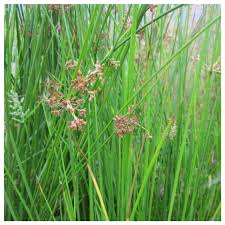 Attēlu rezultāti vaicājumam “Juncus effusus fruit”