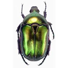 Attēlu rezultāti vaicājumam “Potosia cuprea”