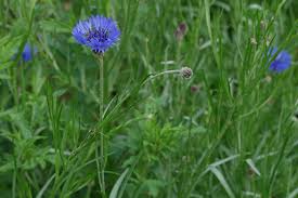 Image result for Centaurea cyanus