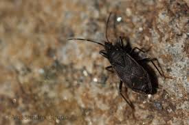 Attēlu rezultāti vaicājumam “Eremocoris plebejus”