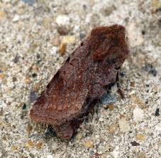 Attēlu rezultāti vaicājumam “Cerastis rubricosa”